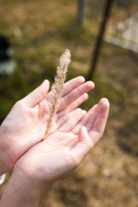 Close-up of hand holding plant