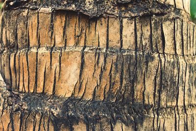 Full frame shot of old tree trunk