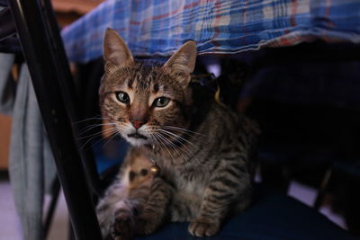 Portrait of cat sitting at home