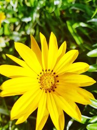 Close-up of yellow flower