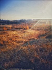 Scenic view of field against sky