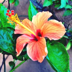 Close-up of orange flower