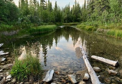Scenic view of lake in forest