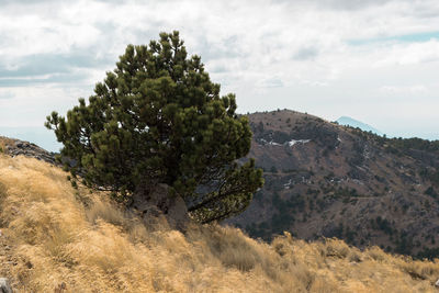 Close-up of tree on mountain against sky