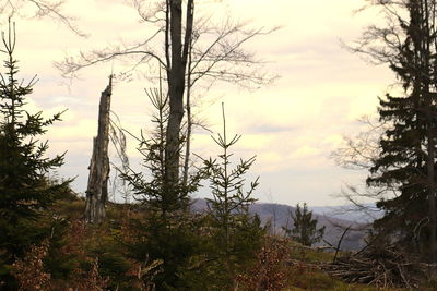 Trees in forest against sky during sunset