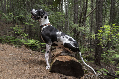 Profile of beautiful harlequin great dane dog forest tree waiting for obedience training direction.