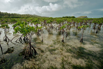 Scenic view of lake against sky