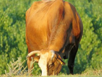 Cow in a field