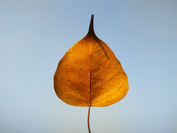 Close-up of yellow leaf against clear sky