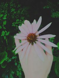 Close-up of white flower