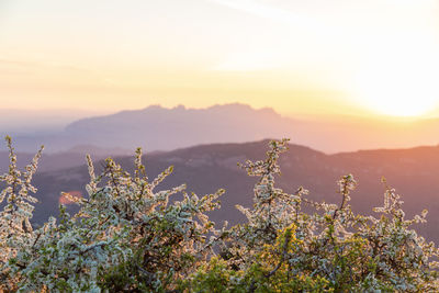 Scenic view of flowering plants against sky during sunset