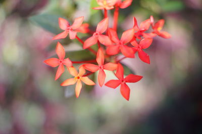 Close-up of red flowering plant