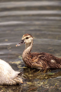 Duck swimming in a lake