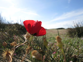 Close-up of red poppy blooming in field