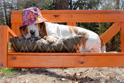 Side view of dog sitting on swing wearing bucket hat