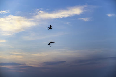 Low angle view of silhouette birds flying in sky