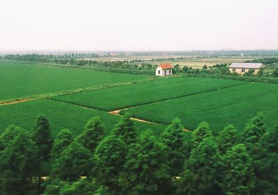 Scenic view of grassy field against sky