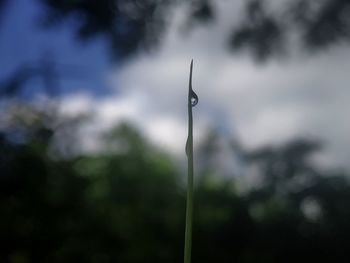 Close-up of wet plant against sky