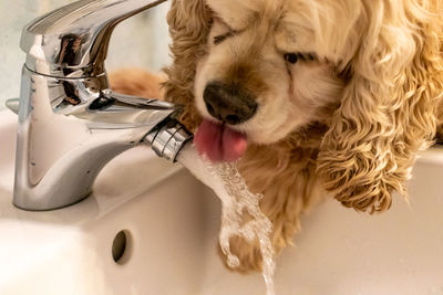 Still dog drinking water