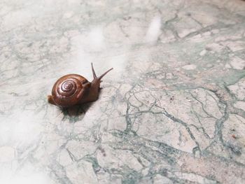 Close-up of snail