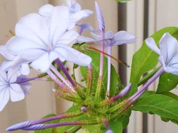 Close-up of flowers blooming outdoors