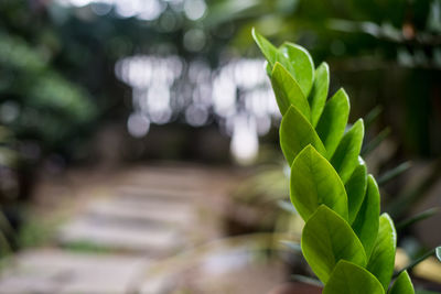 Close-up of plant leaves