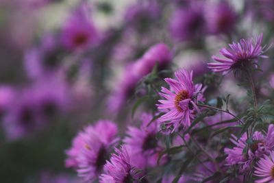 Close-up of pink flowering plants