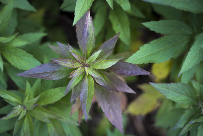 Close-up of fresh green leaves