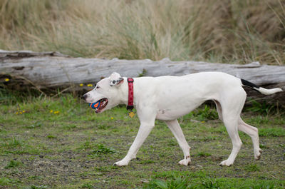 Dog carrying ball in mouth on grassy field