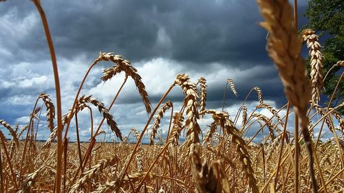 Rural landscape against cloudy sky