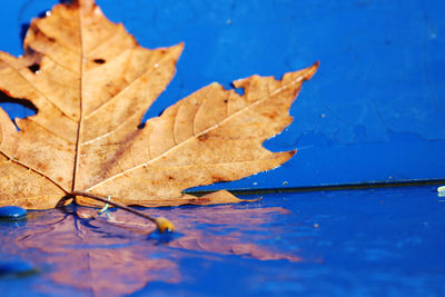 Close-up of dry leaf floating on water
