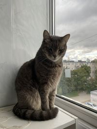 Cat sitting on window sill