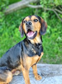 Close-up portrait of a dog