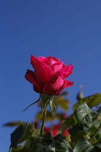 Close-up of red rose