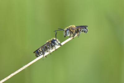 Close-up of insect on plant