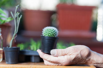 Cropped hand holding small potted cactus