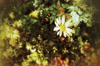 Close-up of flowers blooming outdoors