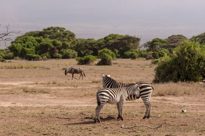 Horses in a field