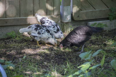 Close-up of birds on grass