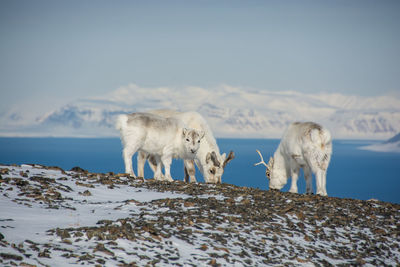 Sheep in sea against sky