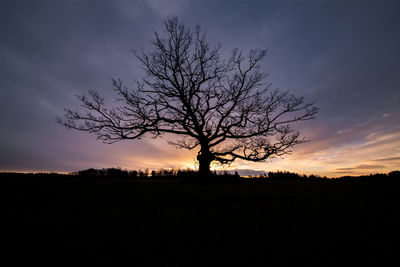 Magnificent oak in a meadow