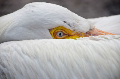 Close-up of white swan on bed