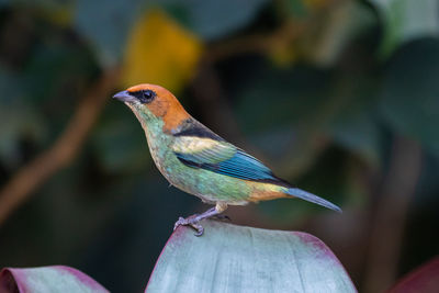 Close-up of bird perching on hand