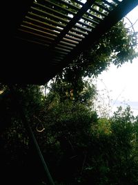 Low angle view of trees