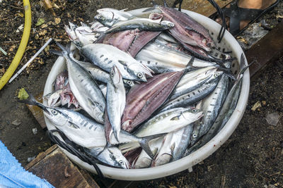 High angle view of fish for sale in market