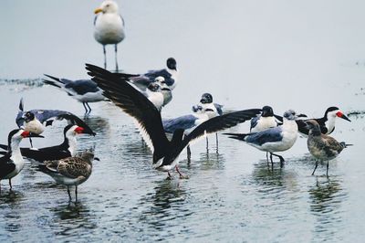 Flock of birds in lake