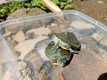 High angle view of turtle