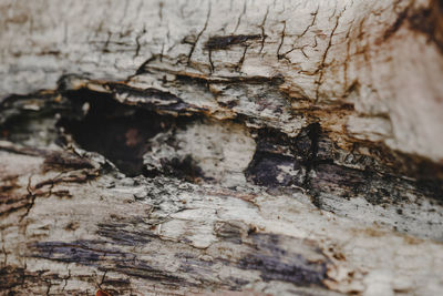 Close-up of tree trunk