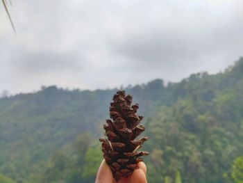 Midsection of person holding pine cone against sky