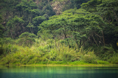 Scenic view of lake in forest